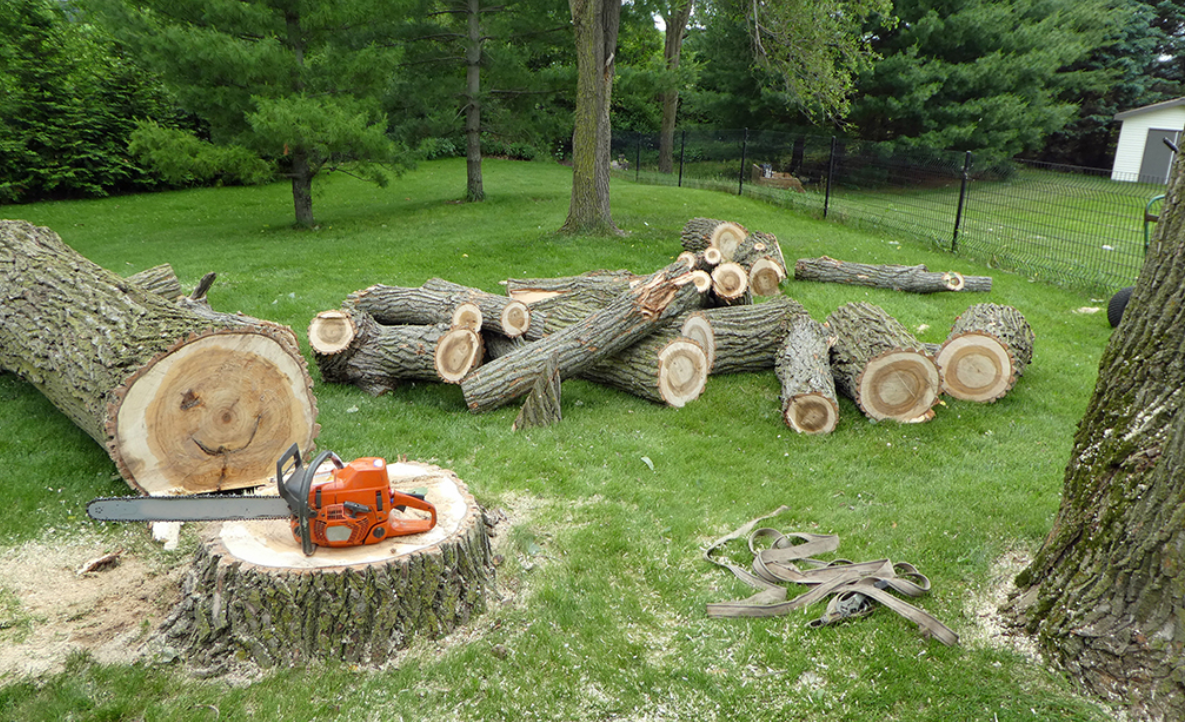 AAT All About Trees