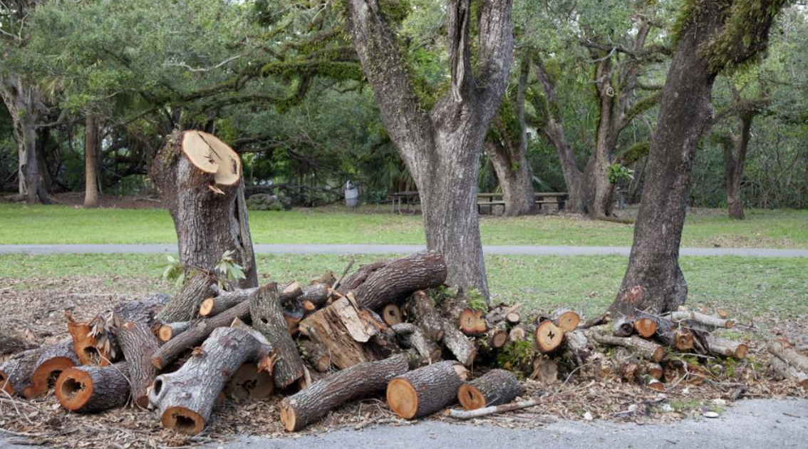AAT All About Trees