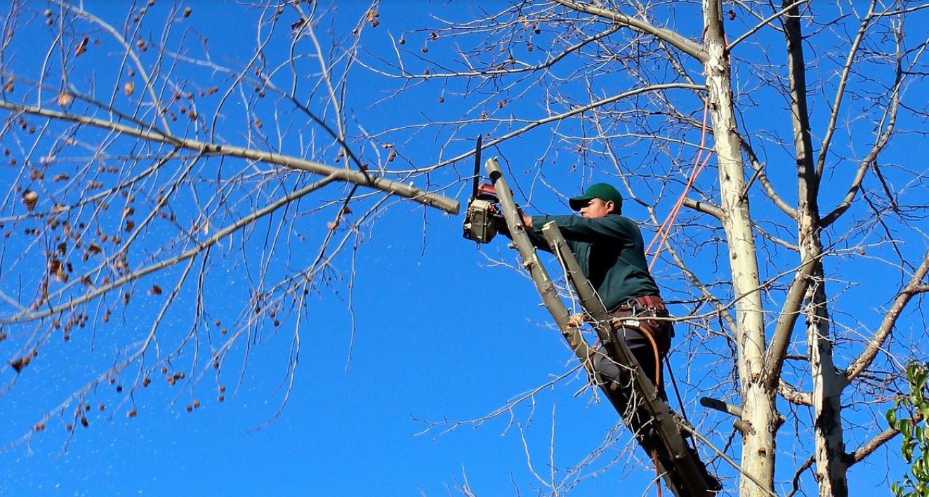 AAT All About Trees